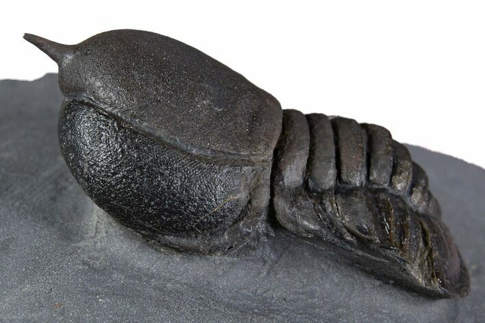 Huge Eyed Trilobite (Cyclopyge) Fossil - Exceptionally Large #346039